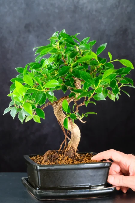 Elegant Banyan Tree with Aerial Roots – Perfect for Beginners