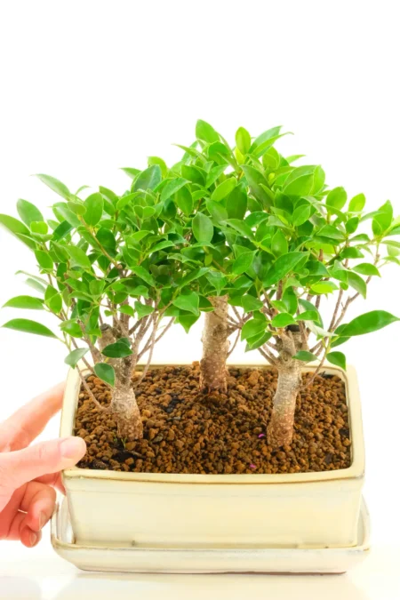 A Miniature Forest, Grown for Your Home