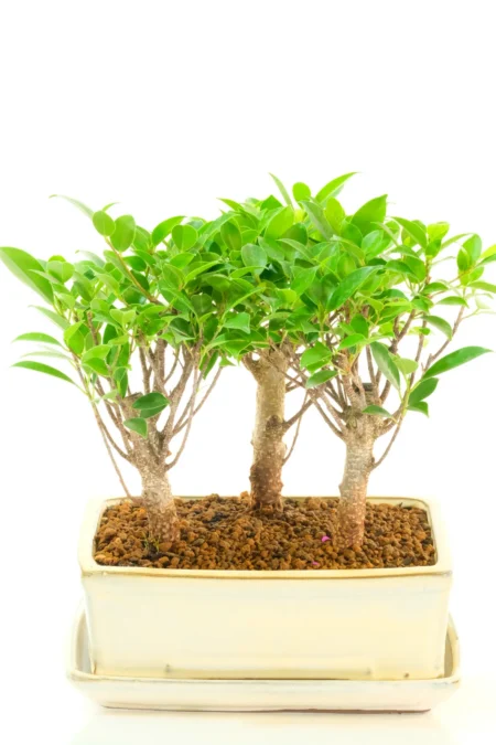 Ficus Retusa Bonsai Forest – Three-Tree Broom Style in Cream Ceramic Pot