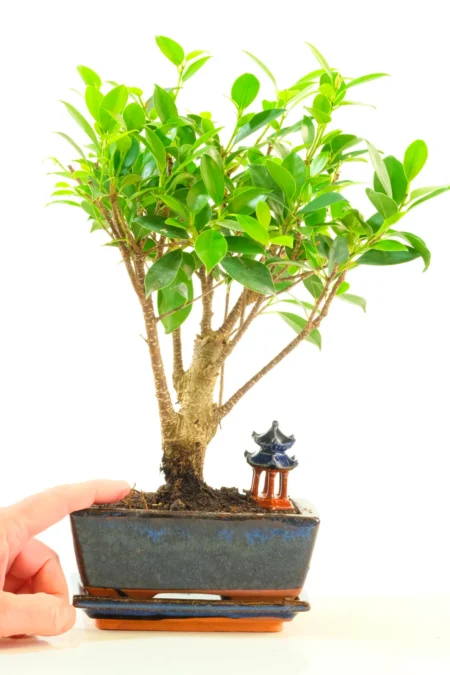 Beautiful Informal Upright Ficus Beginners Indoor Bonsai - Perfect for Beginners