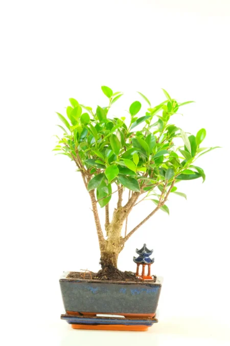 Broom-Style Ficus Bonsai – Frederick, Upright Trunk in Blue Pot