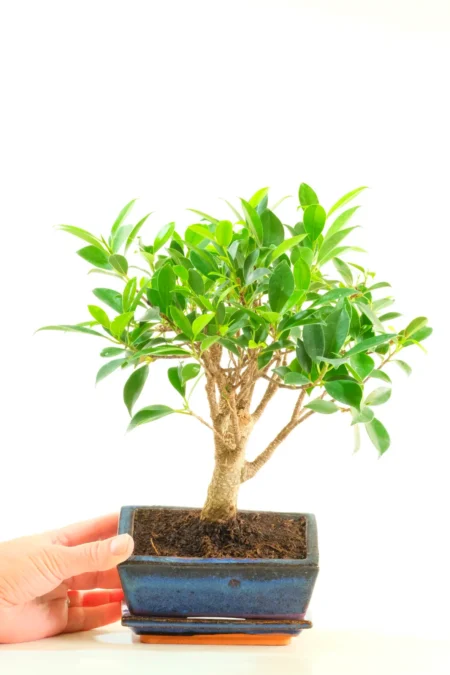 Felix Broom-Style Ficus Bonsai – Elegant Upright Indoor Bonsai