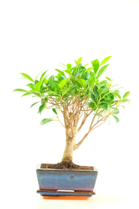 Broom-Style Ficus Bonsai – Felix, Elegant Upright Tree in Blue Pot