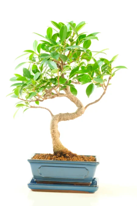 Exquisite 13-Year-Old Ficus Bonsai | Elegant Indoor Bonsai Tree