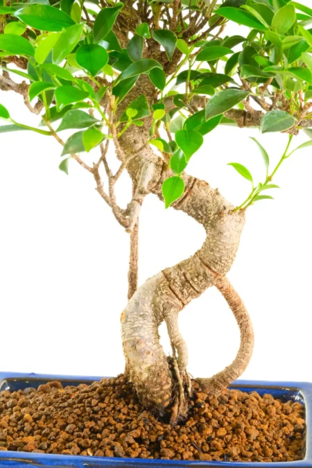 A Large & Dramatic Ficus Bonsai with Exceptional Presence