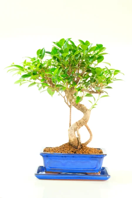 Impressive 16-Year-Old Ficus Bonsai