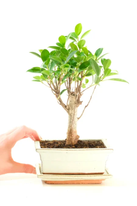 Premium 6-Year-Old Ficus Indoor Bonsai