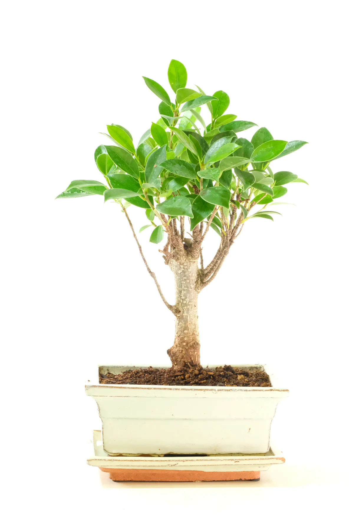Powerful Broom-Style Tree for Beginners