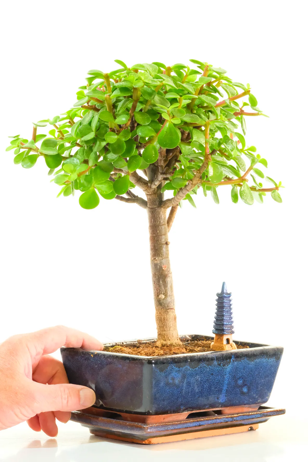Broom Style Jade Money Tree Bonsai with Gem-Shaped Leaves