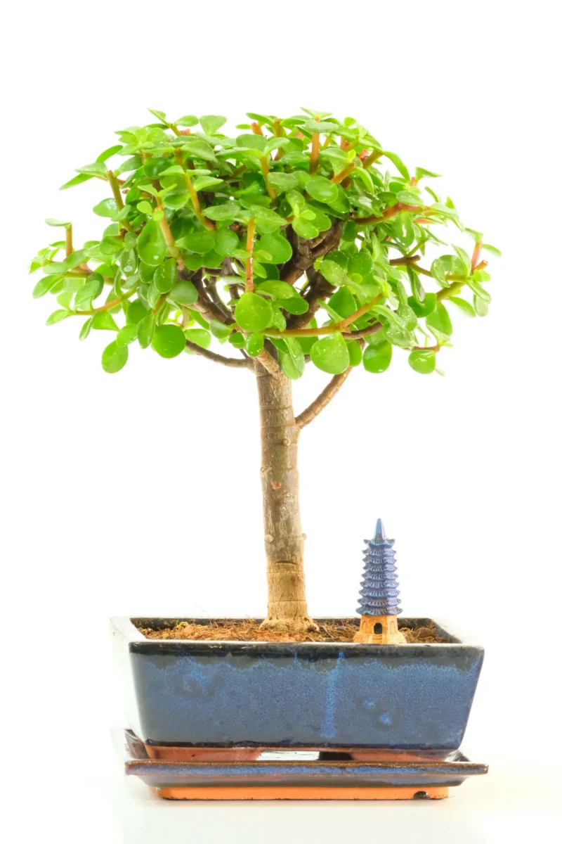 Jade Bonsai Tree (Money Bonsai) – 10 Year Old Informal Upright (Portulacaria afra)
