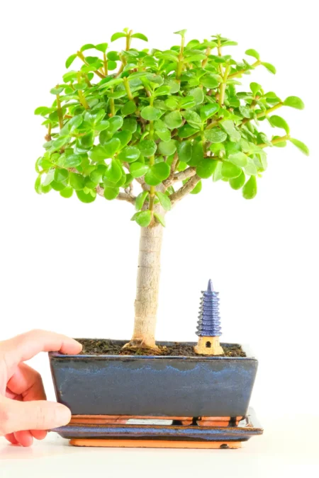 Orchard-Style Jade Bonsai – The Money Tree