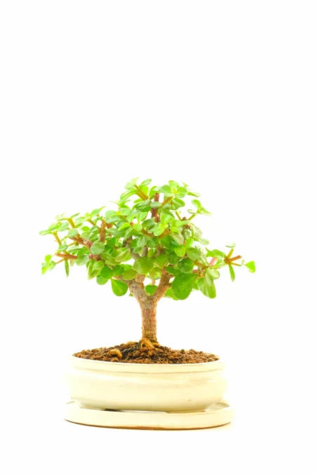 Petite Dwarf Money Tree Jade Bonsai | Brand New Cream Pot