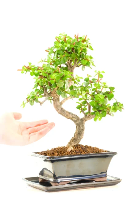 Fantastic styling throughout the twisty trunk and excellently placed branches