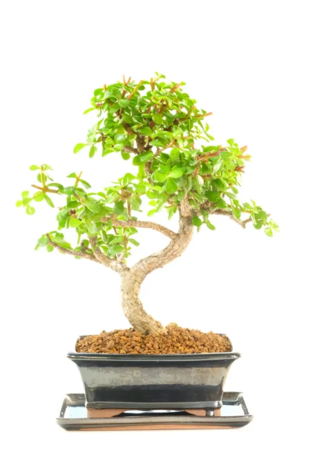 Captivating Portulacaria Afra Bonsai with Exquisite Design