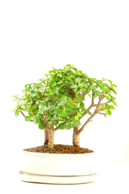 The Jade is great for beginners due to its minimal watering requirements and easy care needs