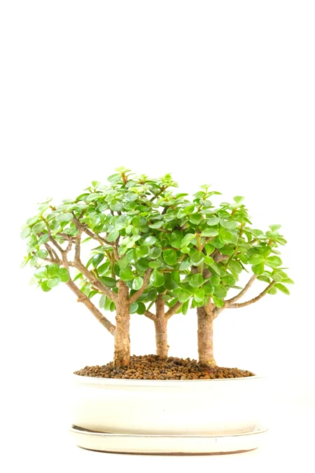 Gorgeous Triple Jade / Money Tree Bonsai | Miniature Forest / Copse