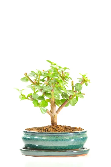 Shohin Money Tree Bonsai Plant Symbolises Luck & Prosperity | Neat & Compact