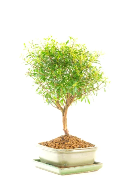 A gorgeous indoor bonsai species, admired for its seasonal interest and symbolic meaning