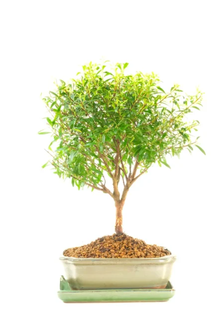 Informal Upright Natural Flowering & Fruiting Beginners Indoor Bonsai - Tree of Good Fortune, Joy & Love