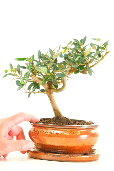 Dwarf twisty olive bonsai tree for sale