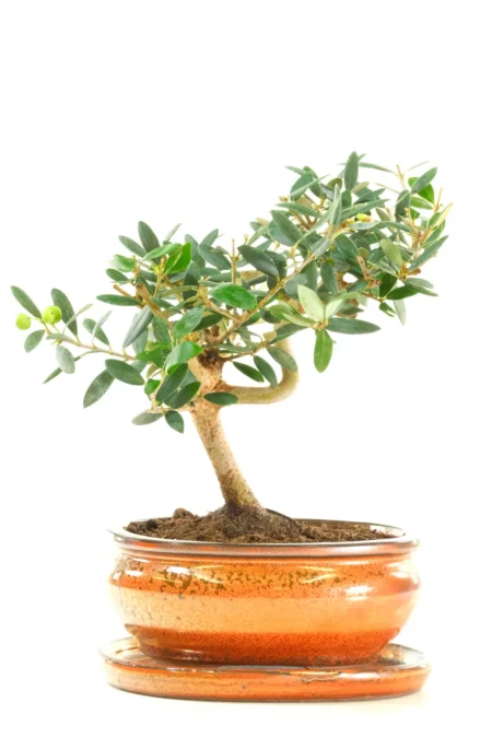 Adorable Miniature Olive Bonsai tree with Twisty Trunk | Currently Fruiting