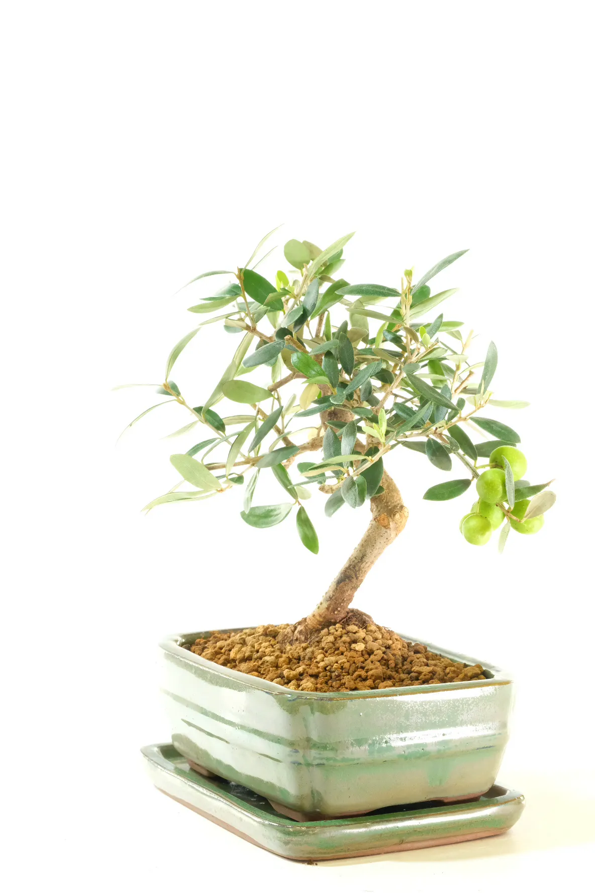 Simple and Rewarding to Care For