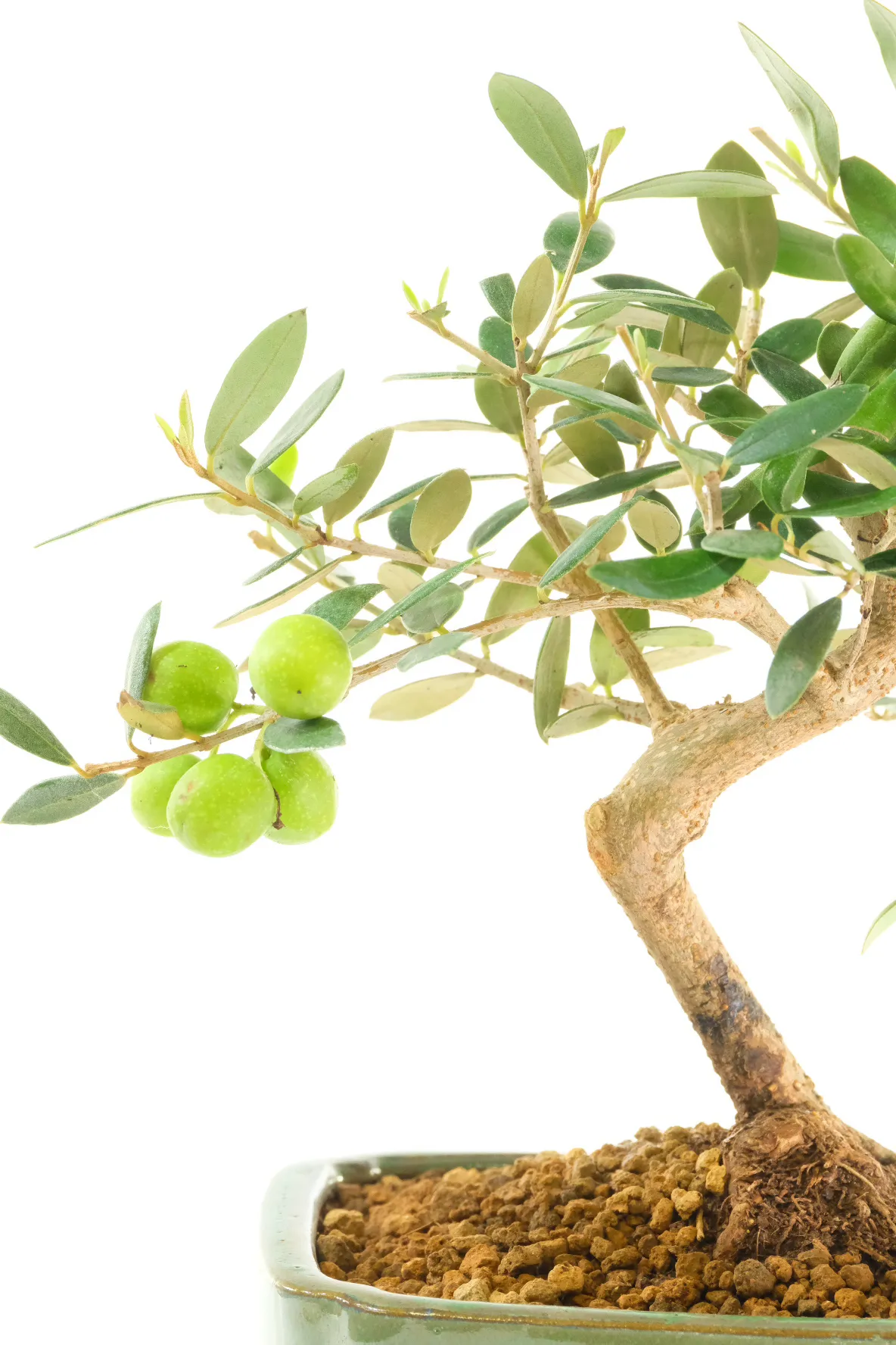 Flowering and Fruiting Olive Bonsai Plant