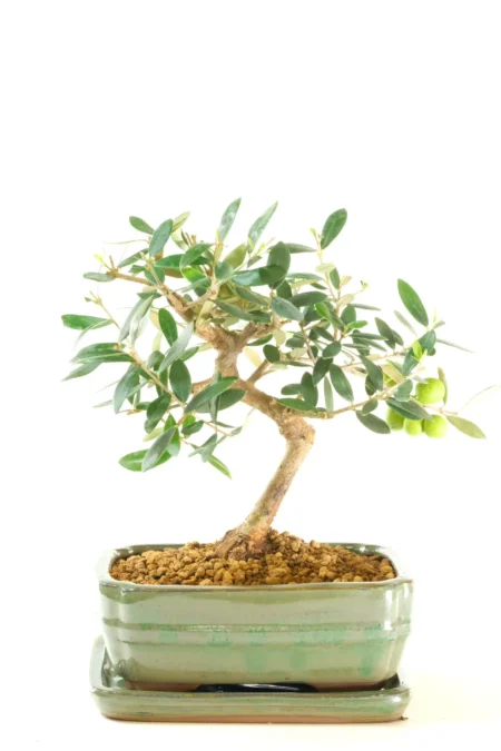Exquisite 9-Year-Old Olive Bonsai Plant