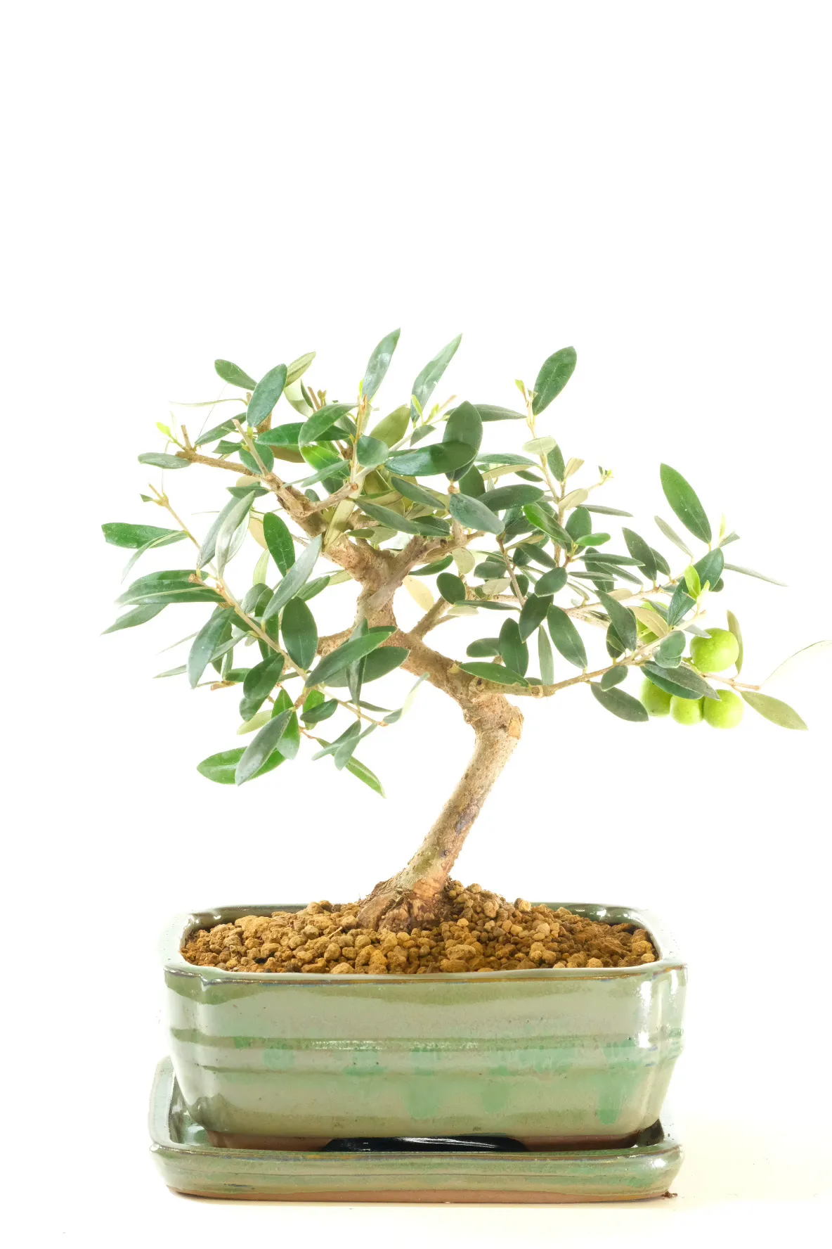 Exquisite 9-Year-Old Olive Bonsai Plant