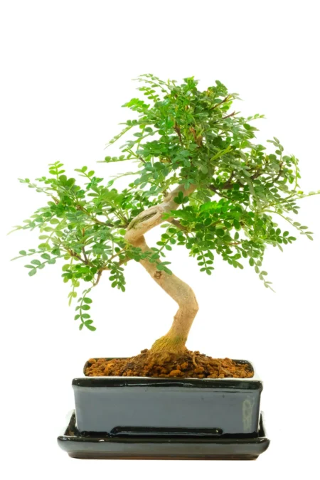 Remarkable pepper bonsai - Zanthoxylym for beginners