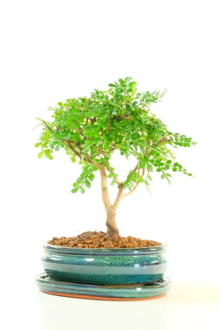 Outstanding Indoor Miniature Aromatic Pepper Tree Bonsai