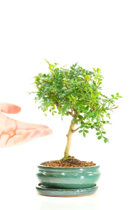 Comes potted in a forest green ceramic pot with matching drip tray and FREE delivery across the UK!