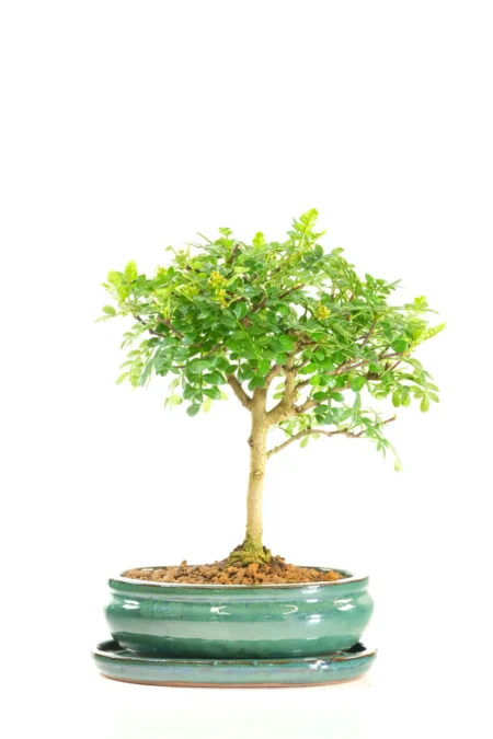 Citrus Scented Zanthoxylum Easy Care Indoor Bonsai Tree