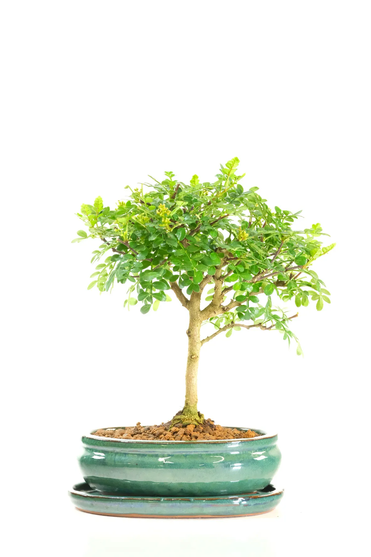 Citrus Scented Zanthoxylum Easy Care Indoor Bonsai Tree
