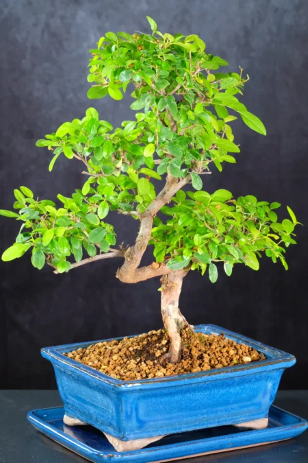 Presented in a Stylish Premium Ceramic Pot