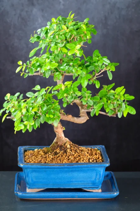 Premium Sageretia Bonsai Tree | Lovely Colours & Summer Fruits