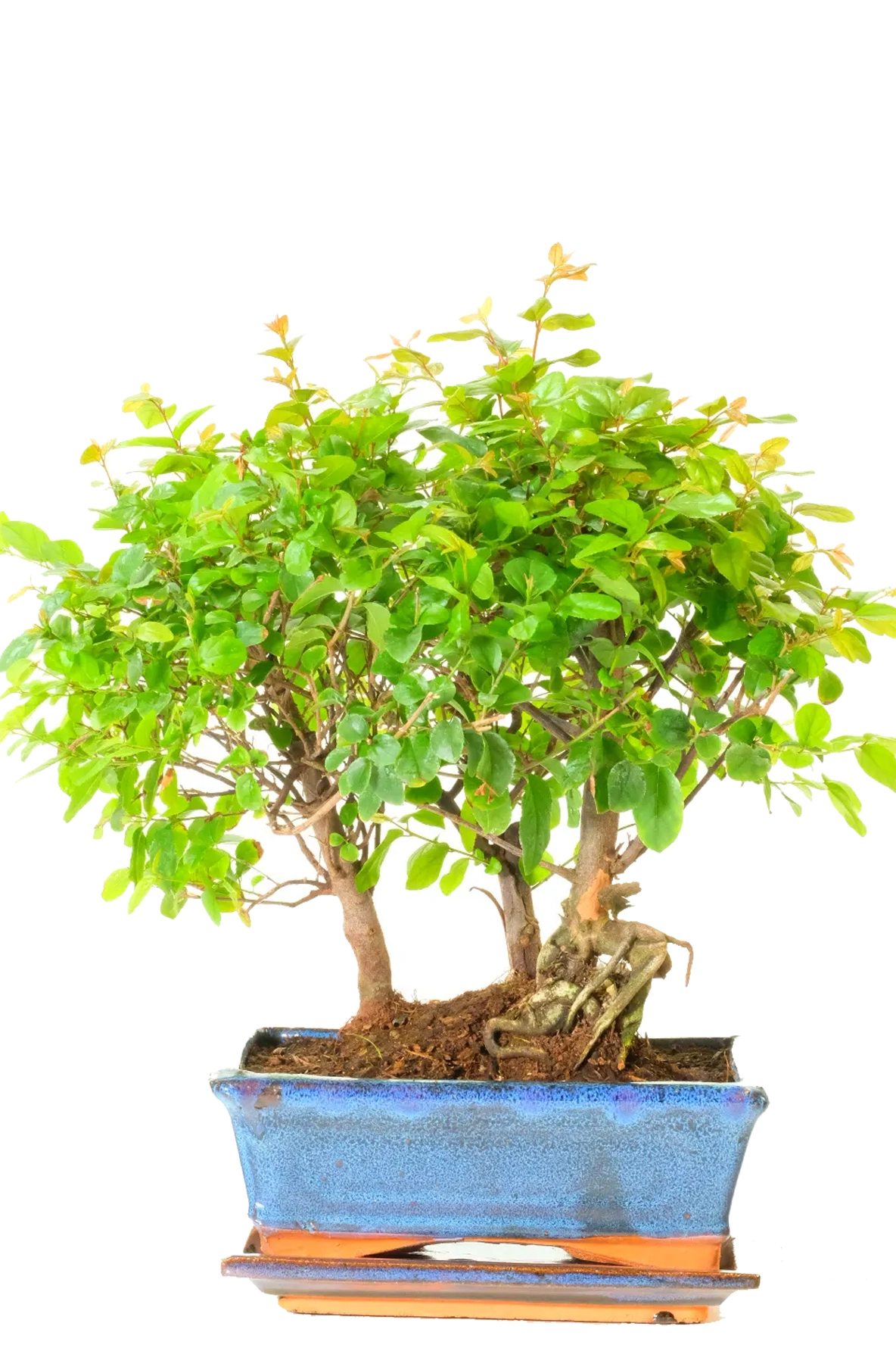 Premium Sweet Plum Indoor Bonsai Forest β Elegant Indoor Woodland Composition