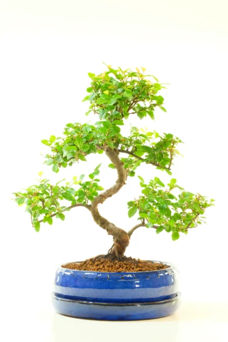 Bird Plum Bonsai | Sageretia theezans Easy Care Mature Bonsai for Sale