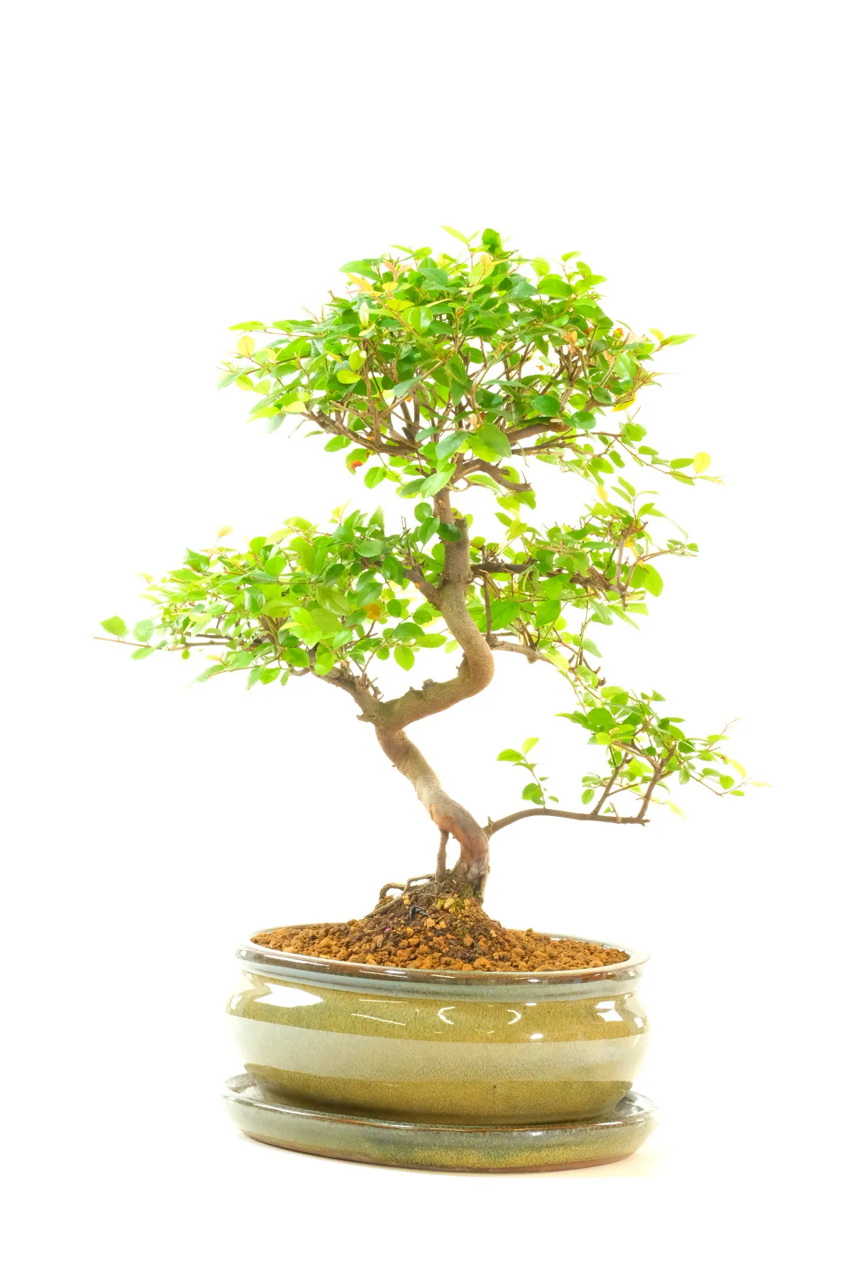 Tall and impressive Sageretia bonsai for sale in premium bonsai pot