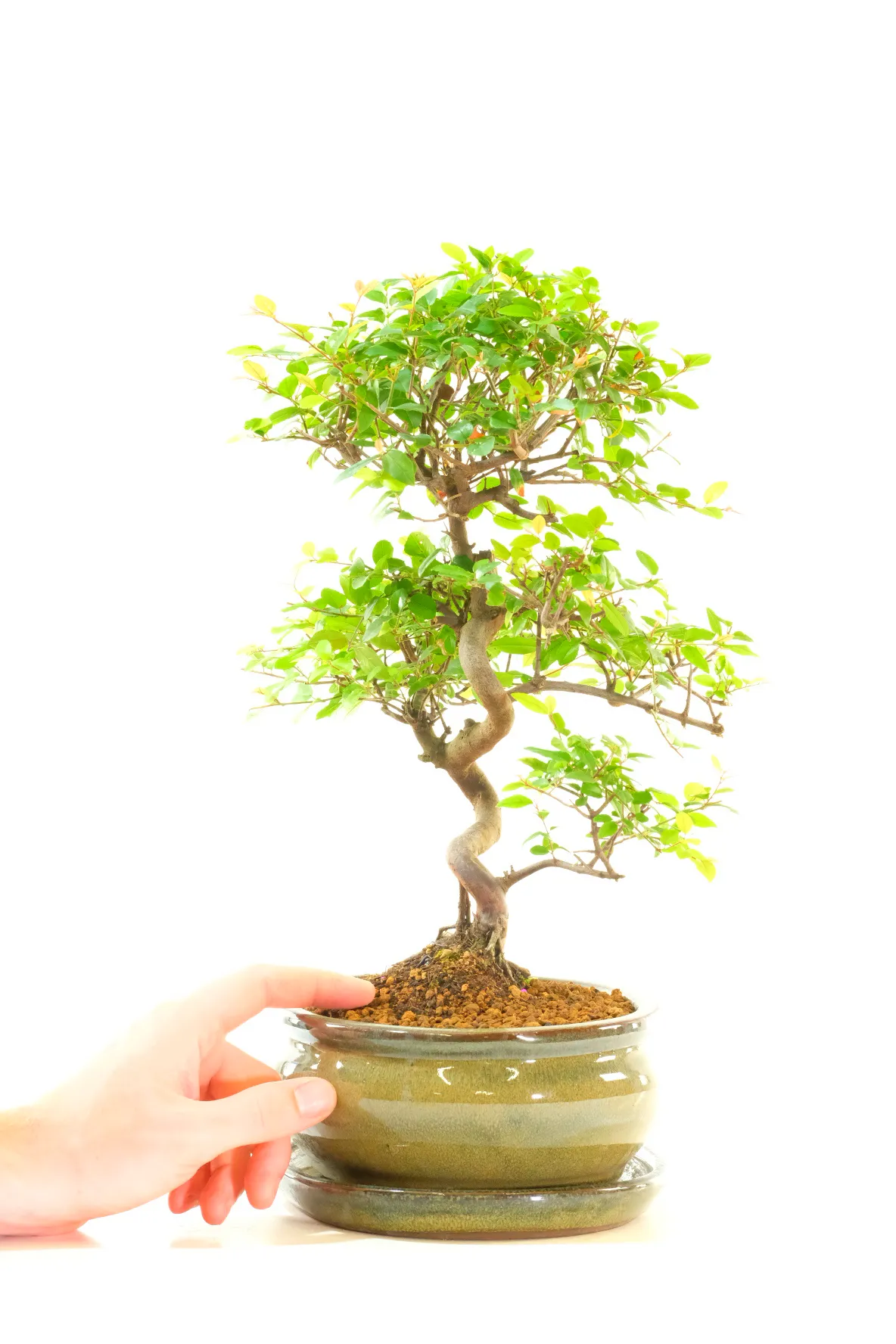 Often known as the Bird Plum bonsai