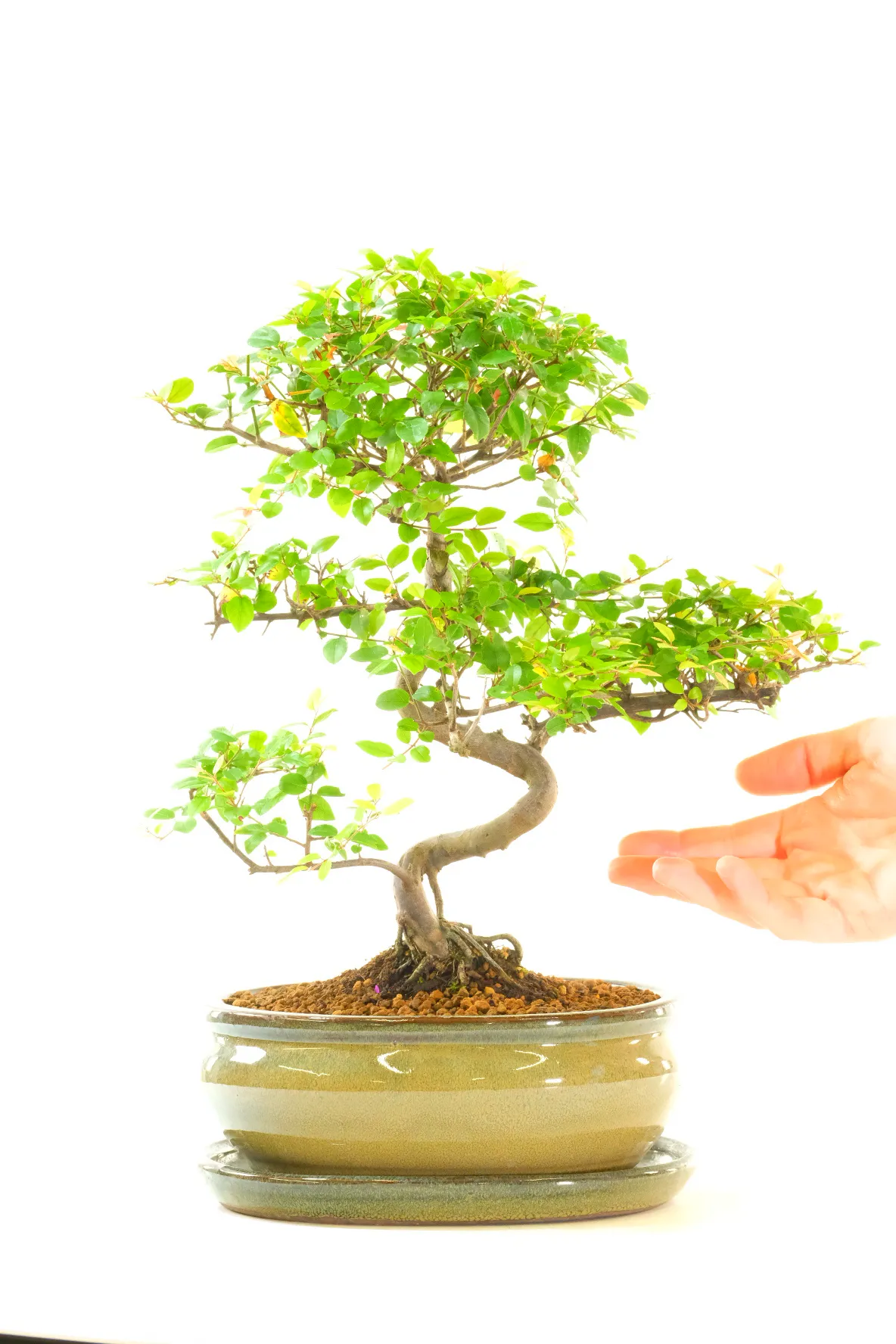 Twisty Beginners Sageretia theezans Bonsai | Elegant Indoor Sweet Plum Tree in Olive Green Pot