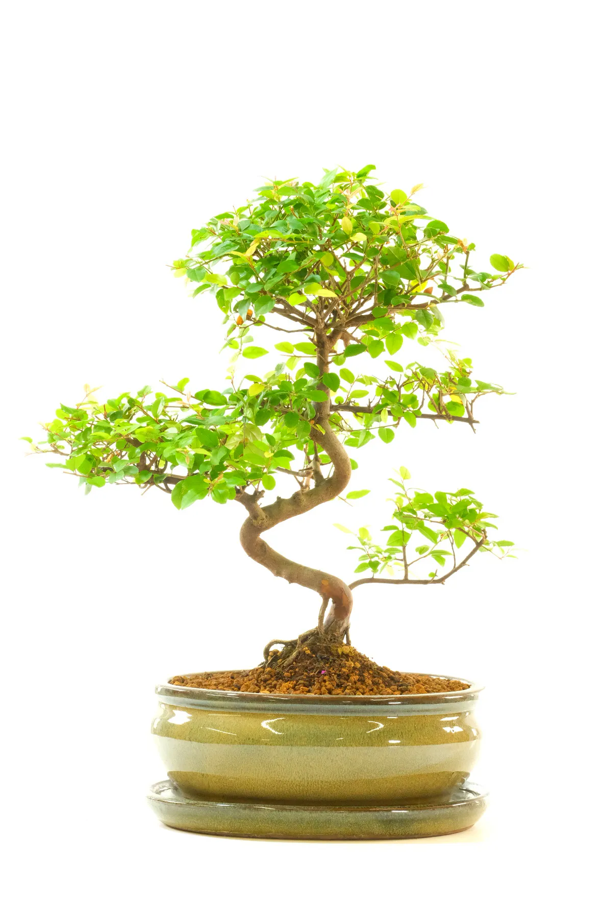 Shapley Fruiting Sweet Plum (Sageretia) Indoor Bonsai Tree | Reddish Hues