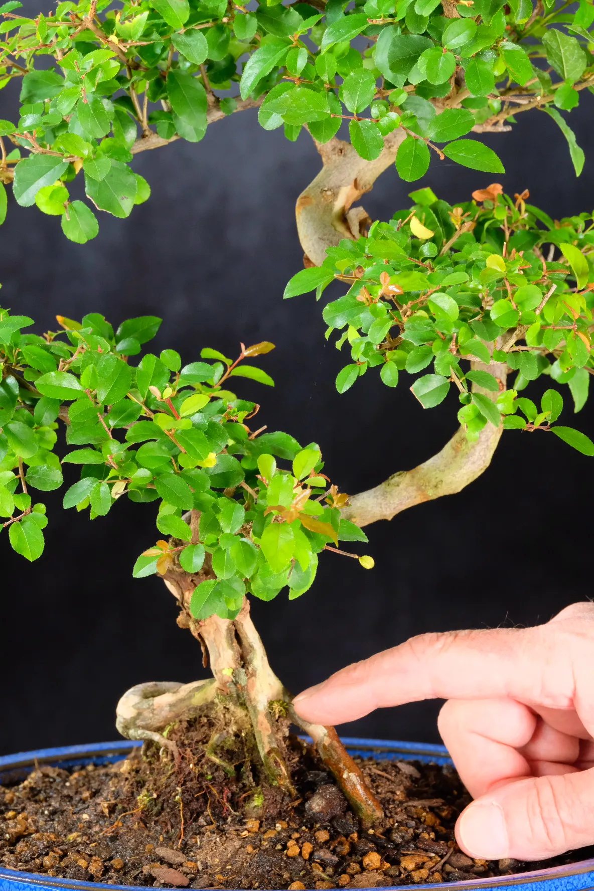 The lovely leaf colours and nebari of this sageretia indoor bonsai tree