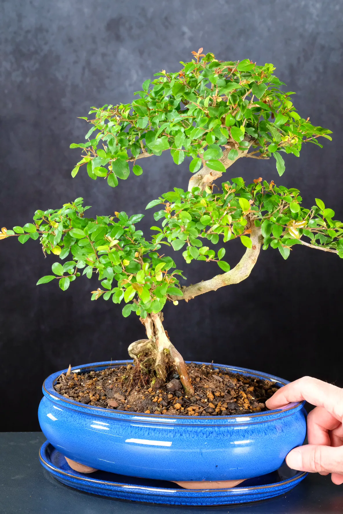 Large high quality fruiting indoor bonsai for sale UK