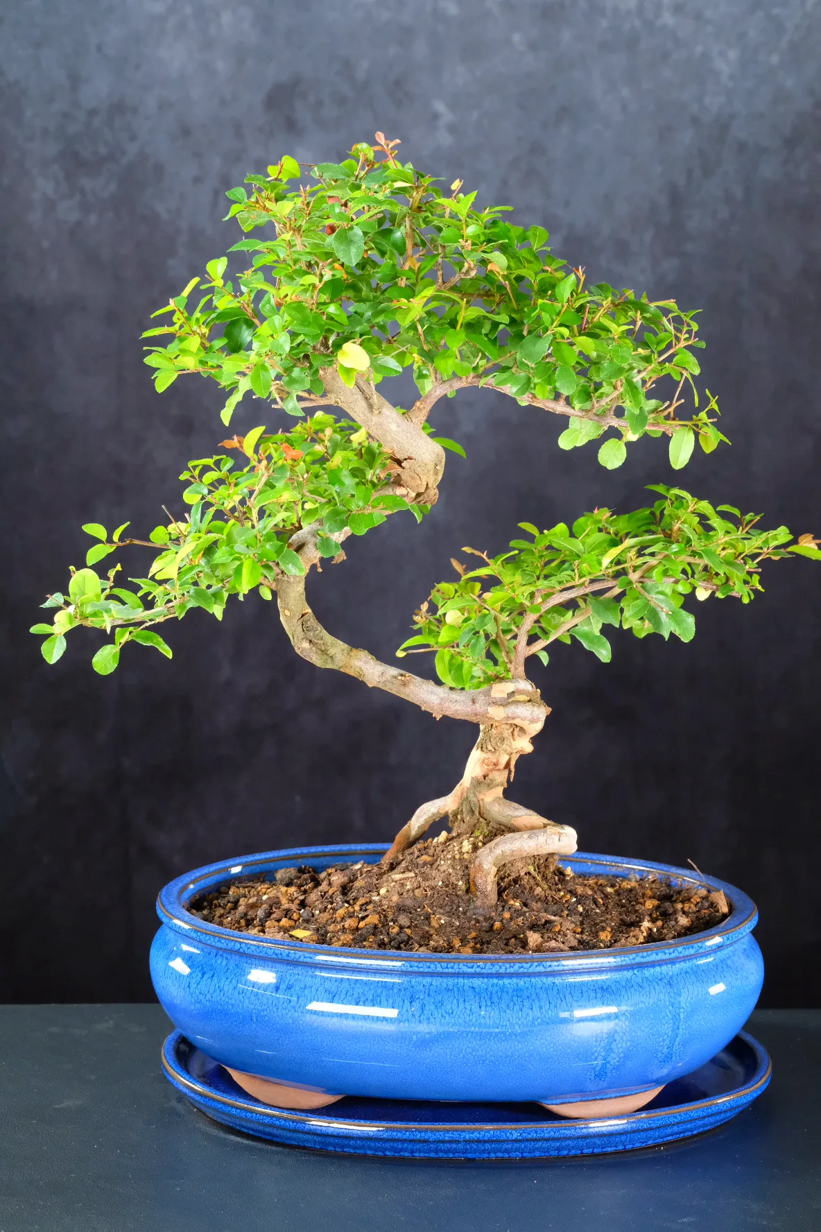 Uk Bonsai tree | Sageretia thousand in brand new pot with tray