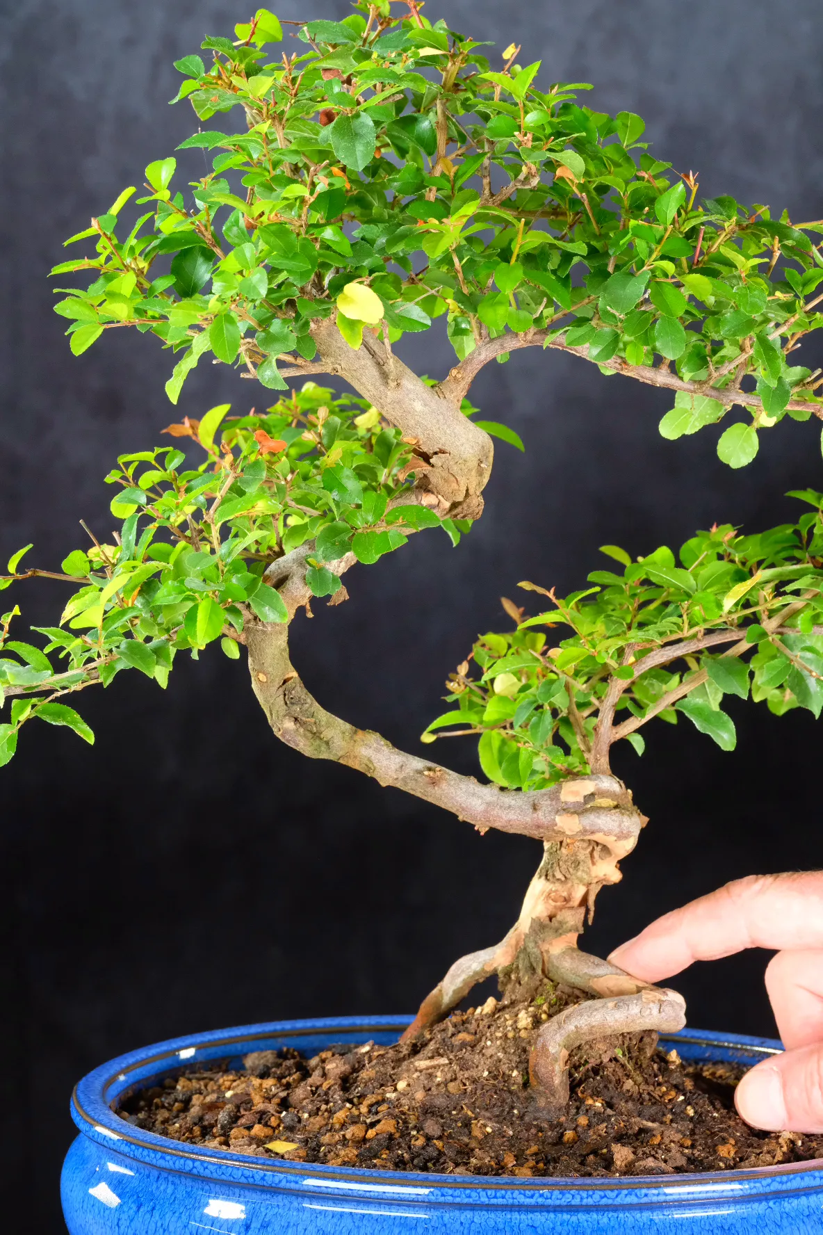 The interesting trunk design of the Sageretia Bonsai tree from our premium indoor collection