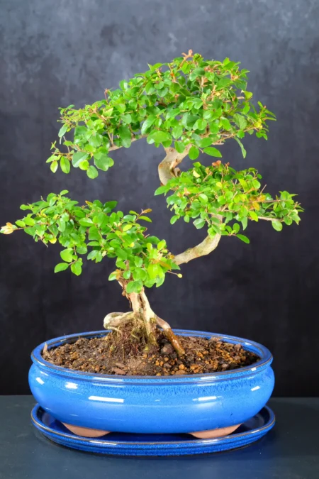 Elegant Larger Fruiting Dwarf Chinese Sweet Plum Bonsai - 15 years old