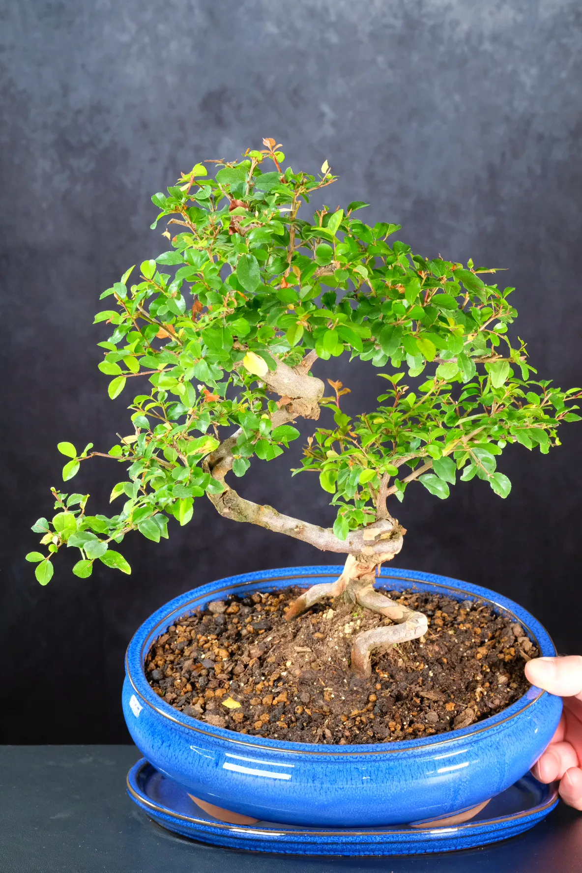 Larger Fruiting Chinese Sweet Plum Indoor Bonsai Tree - Great for Beginners with Sweeping Design