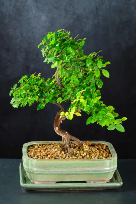Elegant Chinese Sweet Plum Bonsai for Beginners