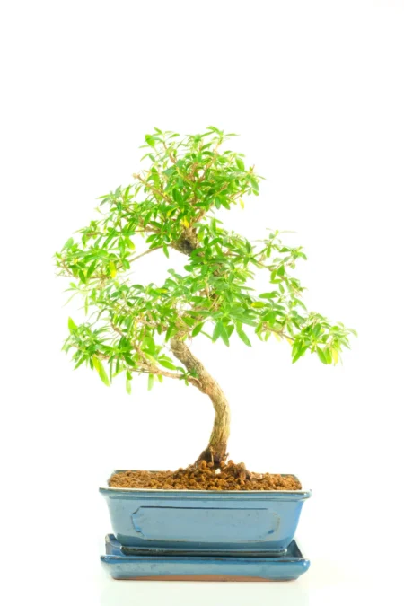 Flowering Serissa Bonsai Tree | Tree of a Thousand Stars